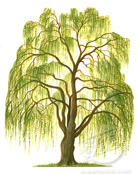 Willow Tree Drawing Cill Willow Flamekeepers