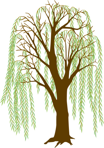 Willow Tree vector art .