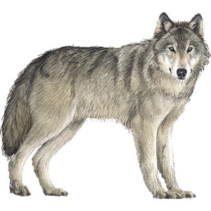 Wolf/ves (animal)- .