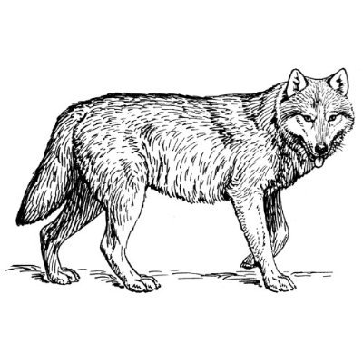 Wolves clipart image a group of wolf pups