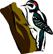 woodpecker clipart - Woodpecker Clipart