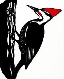 woodpecker clipart