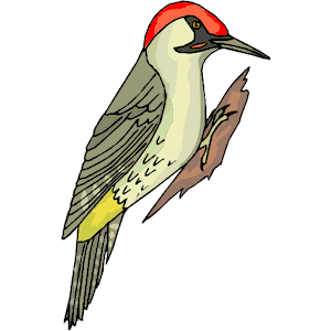 Cute Woodpecker Clipart
