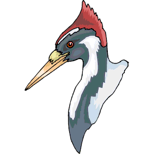 Woodpecker clipart, cliparts of Woodpecker free download (wmf, eps .