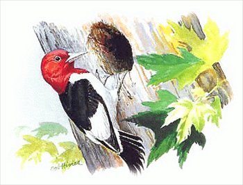 Woodpecker Illustration Stock