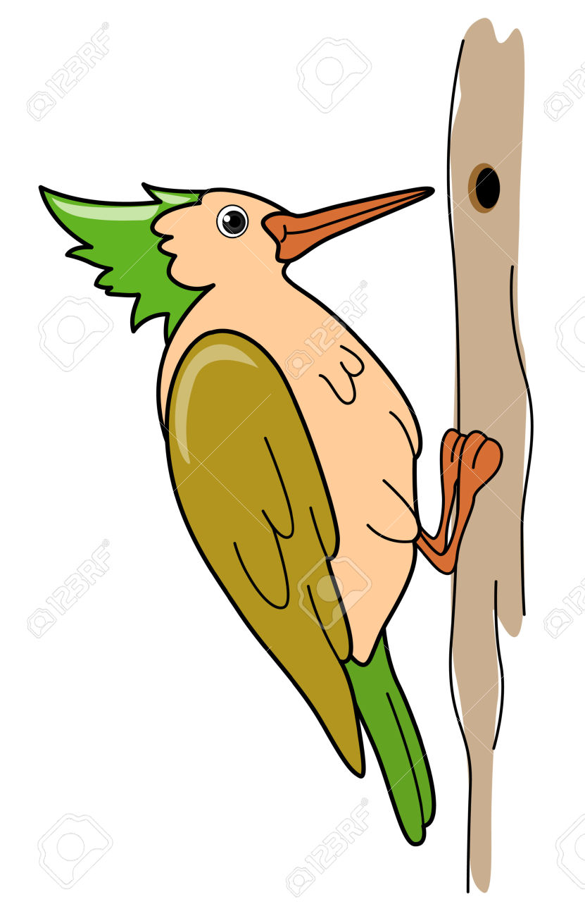 Woodpecker Illustration Stock .