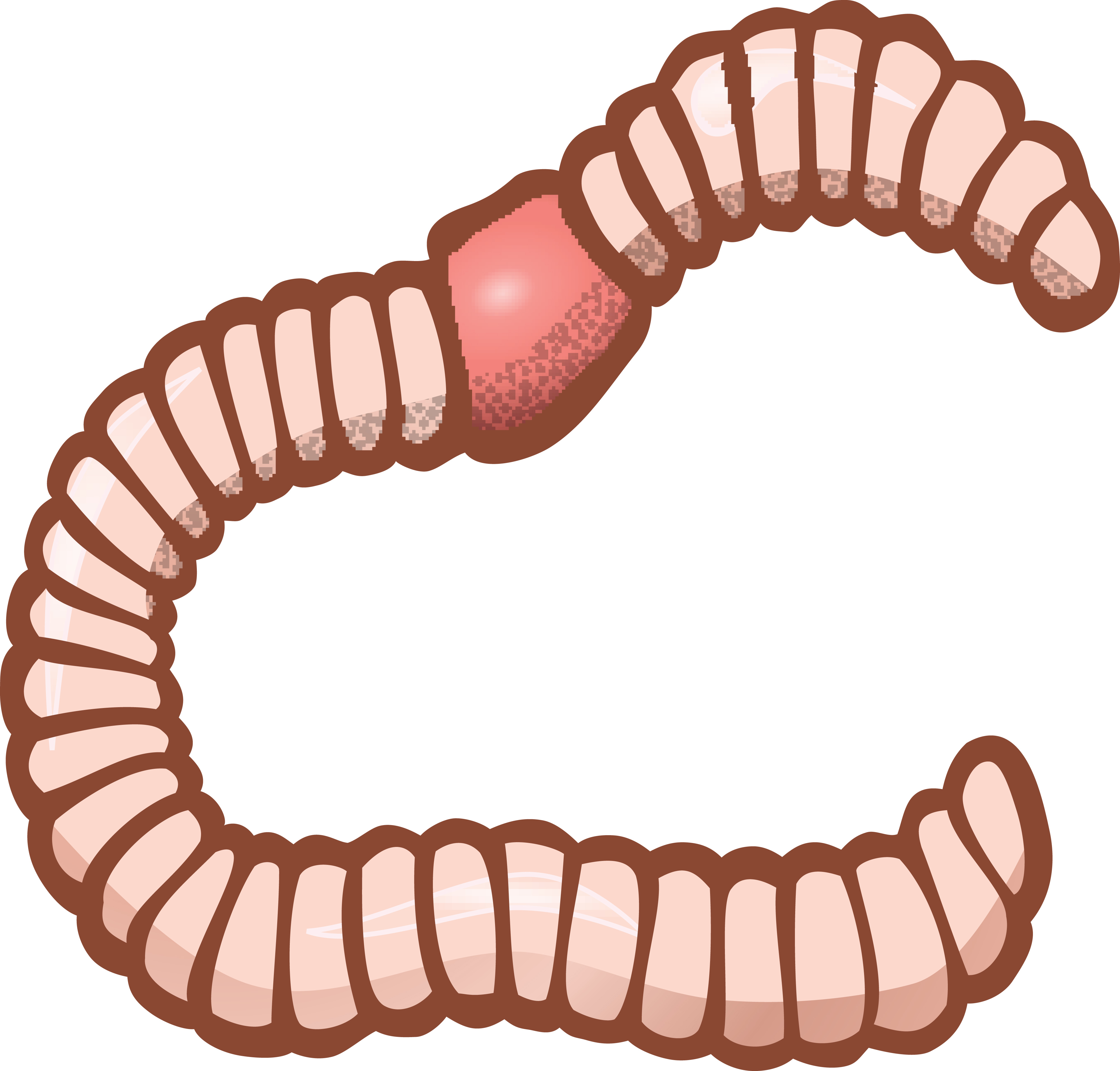 Cool Inspiration Clipart Worm Of An Earthworm