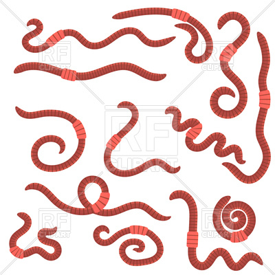 Red worms for fishing isolated on white background, 185961, download  royalty-free vector ClipartLook.com 