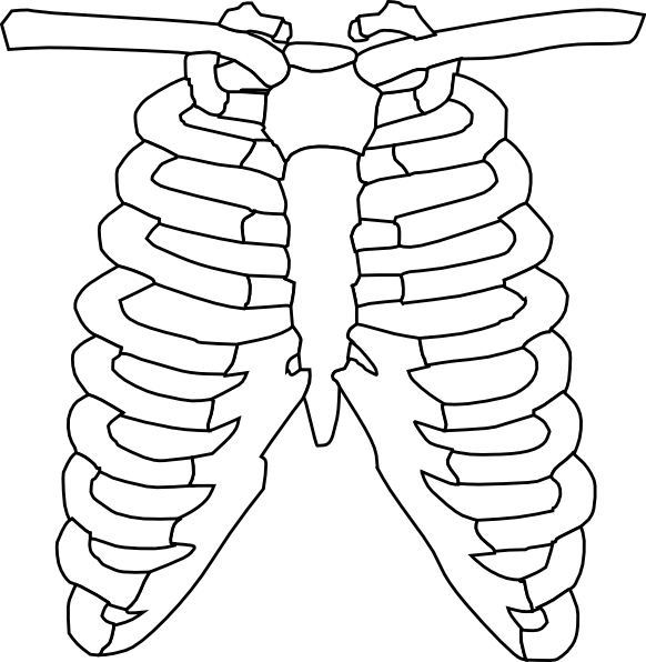 x-ray clipart