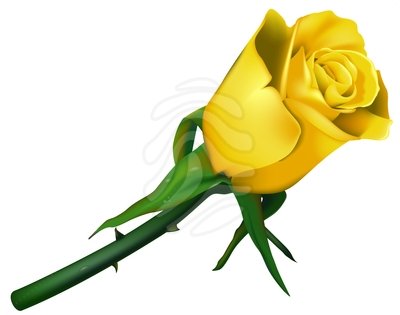 yellow rose border clip art - Yellow Rose Clip Art