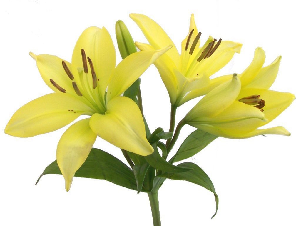 Yellow Lily Flower Clipart. Posted By Edie Weinstein Msw ..
