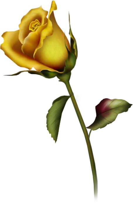 Yellow Rose Clip Art Cliparts .