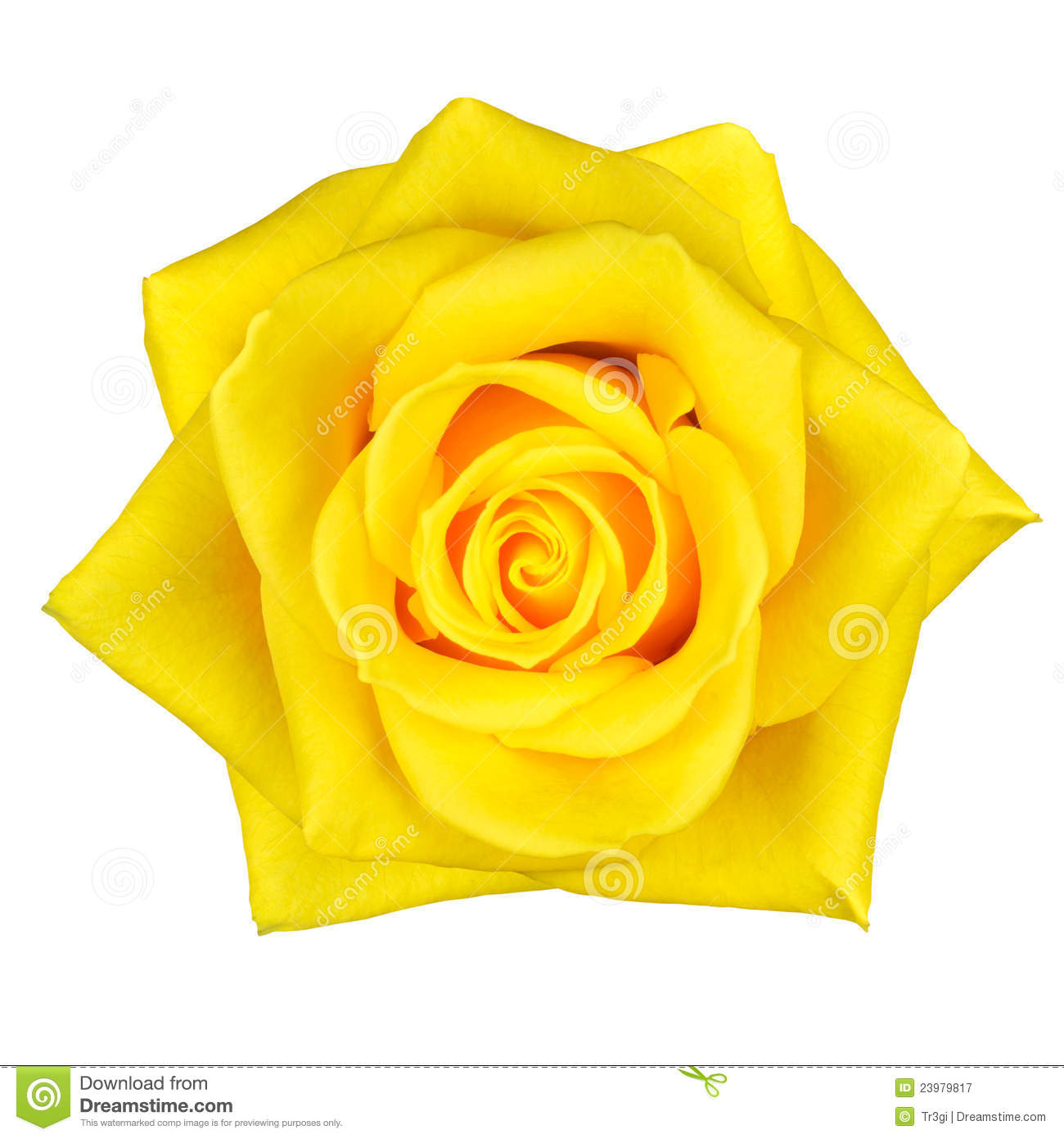 Yellow Rose Images Clip Art Beautiful Yellow Rose Flower