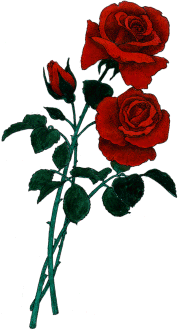 Red Rose Clipart Image