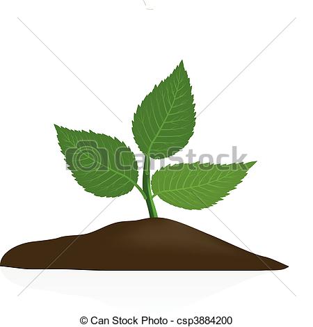 ... Young plant in dark soil isolated on white background