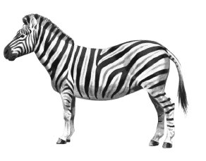 cute zebra clipart