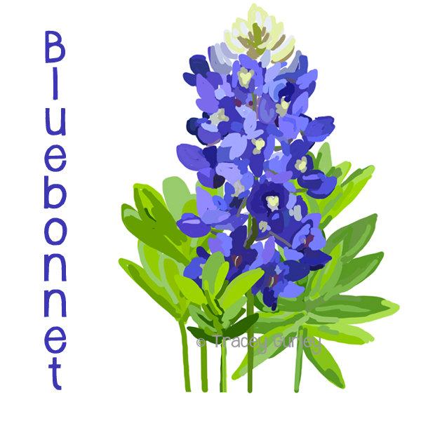 Bluebonnet Flower vector art 