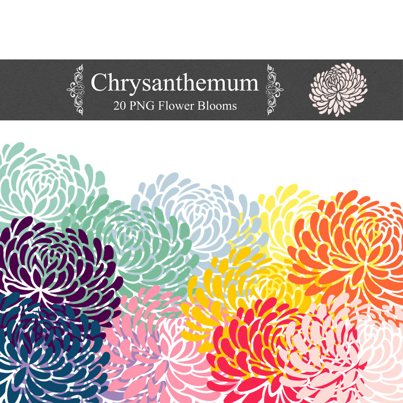  - Chrysanthemum Clip Art