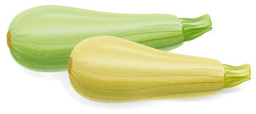 Zucchini clipart id clipart pictures